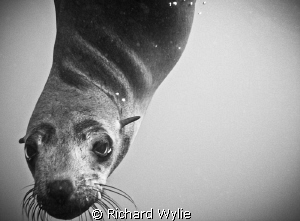 Australian Fur Seal in Port Phillip Bay. Incredibly inter... by Richard Wylie 